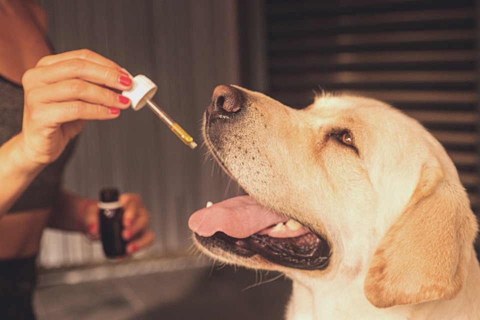 Administering Medication to Dogs