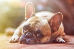A French bulldog lying on a wooden floor in sunlight