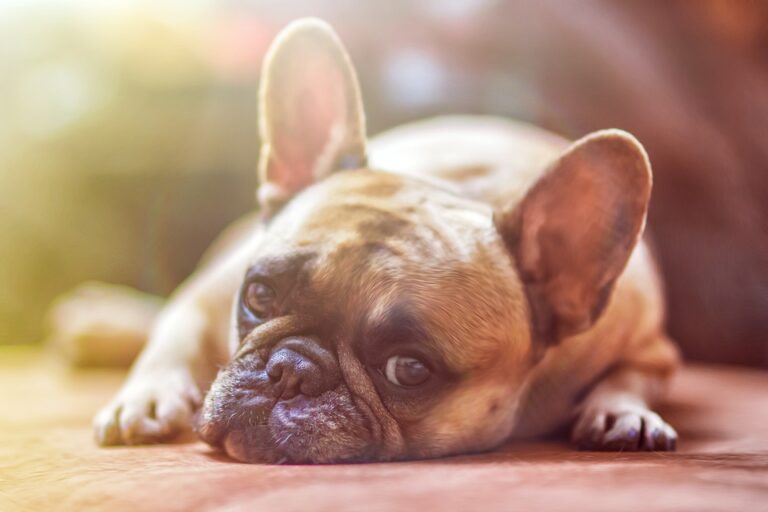 Free Dog Enrichment Using Things You Own