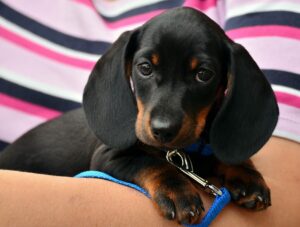 A black-and-tan dachshund puppy looking toward the camera