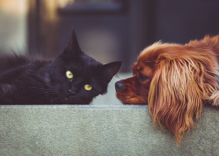 How to Choose a Dog Bed