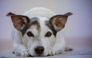 A Jack Russell terrier lying down with its ears raised