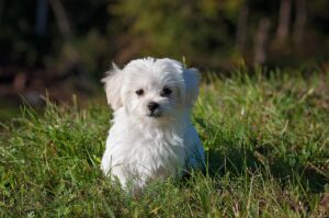 A small white puppy sitting in long grass