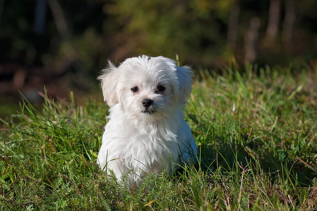 The Best Food Types for Your Dog’s Diet