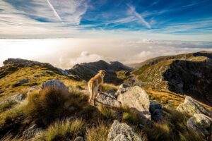A dog standing on a rocky mountain ridge under a wide sky