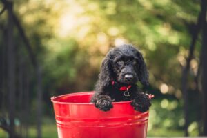 A black cocker spaniel puppy sitting in a red bucket