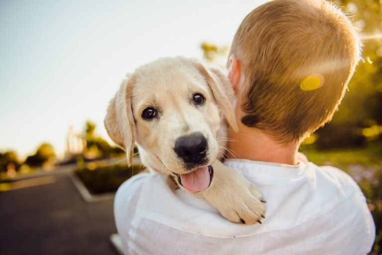 Are You Actually Ready to Adopt a Dog?