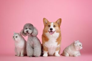 A corgi, a poodle and two kittens posed together against a pink background