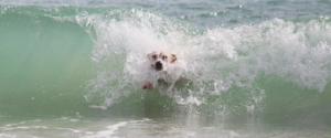 A small dog swimming through a breaking wave