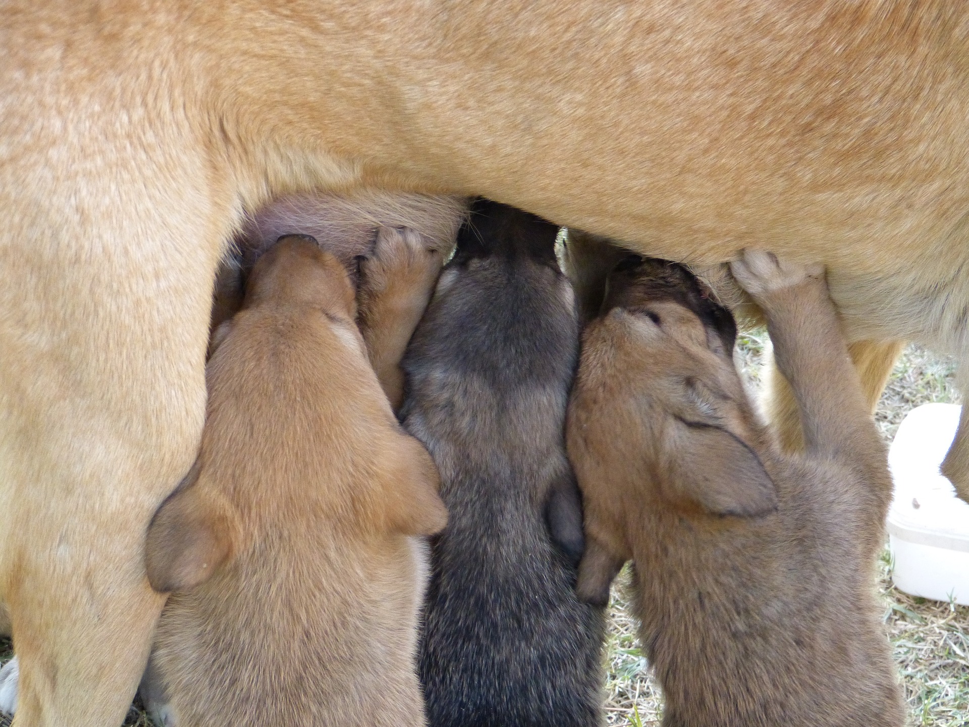 Preparing Home-Cooked Meals for Your Dog