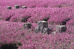 A field of pink heather scattered with rocks
