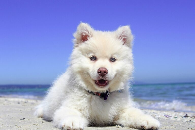 What Dog Food Nutrients Actually Do