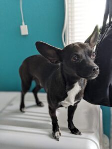 A small black and white dog standing on a step in a bathroom