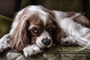 A brown and white cocker spaniel lying on a sofa