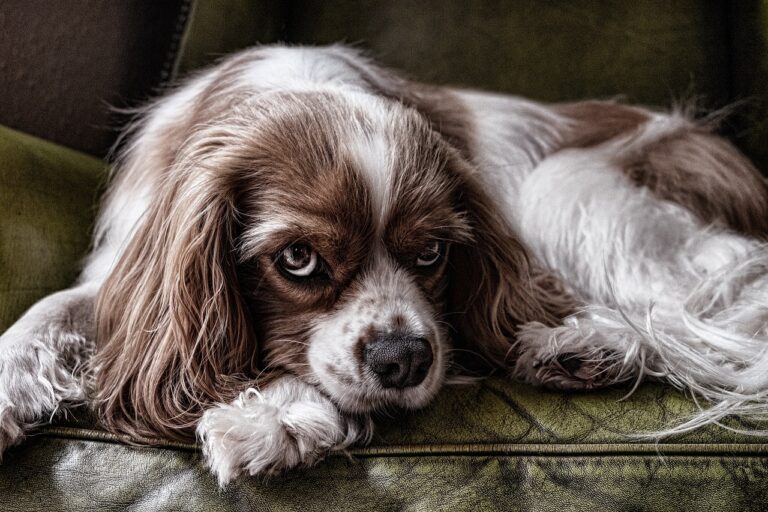 Feeding Your Dog Out of Guilt