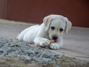 A cream labrador puppy lying on gravel chewing a treat