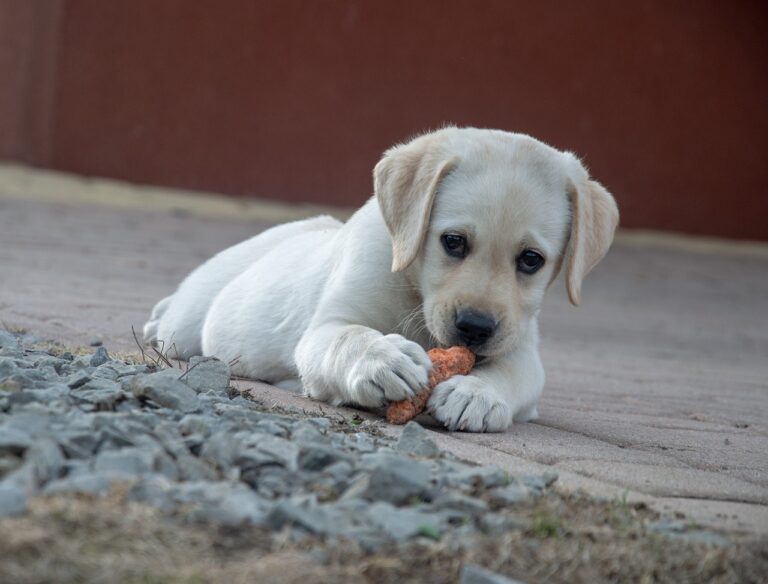 What Human Food Can Dogs Safely Eat?