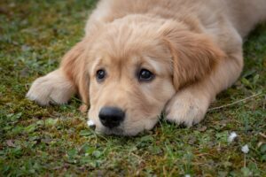 A golden retriever puppy lying on grass