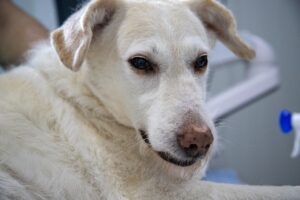 A white dog resting its chin on a surface indoors