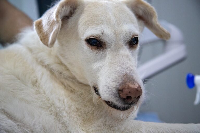 Dog Feeding Portions and Schedules