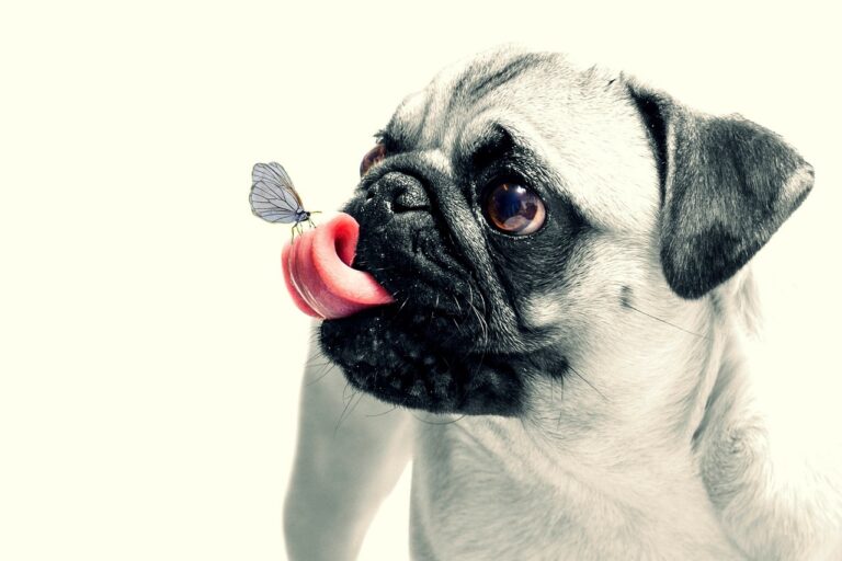 How to Read a Dog Food Ingredient List