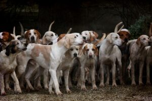 A pack of foxhounds standing closely together