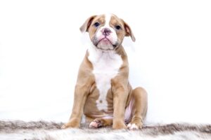 A brown and white puppy sitting upright on a white rug