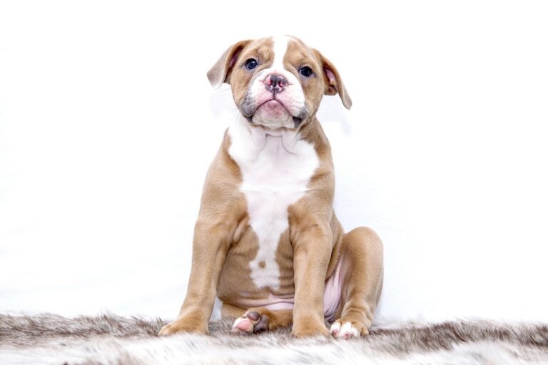 When and How to Switch Dog Foods