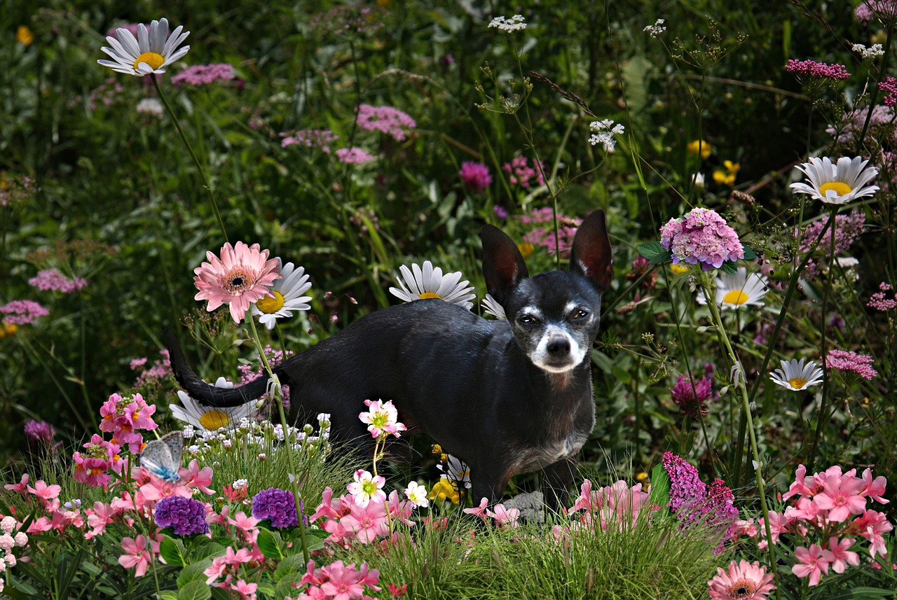 Holistic Care at Home for Dogs