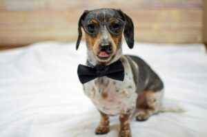 A dachshund wearing a bow tie sitting on a white bed