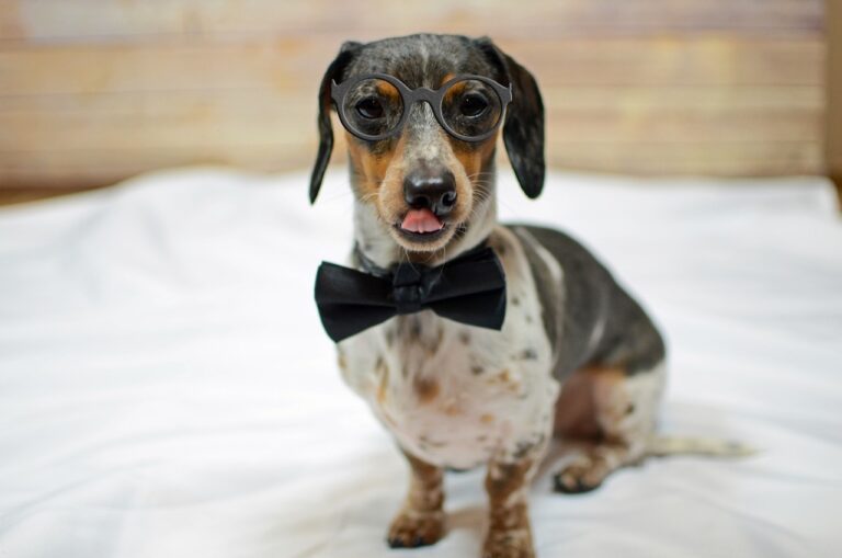 Adopting a Dog With Special Needs