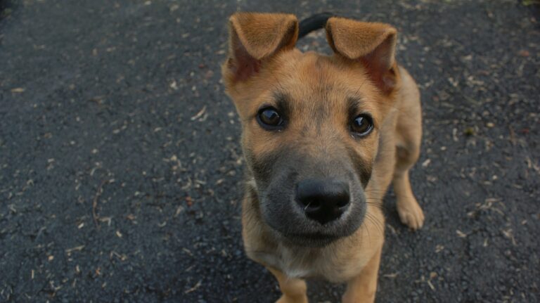 Dog Food Claims and What They Mean
