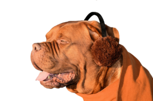 A red mastiff with a heavily wrinkled face against a black background