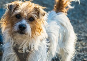 A scruffy wire-haired terrier walking along a gravel path