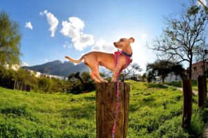 A small dog balancing on top of a wooden post in a green valley