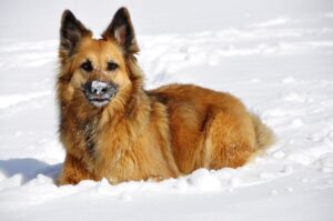 A long-haired shepherd dog lying in deep snow