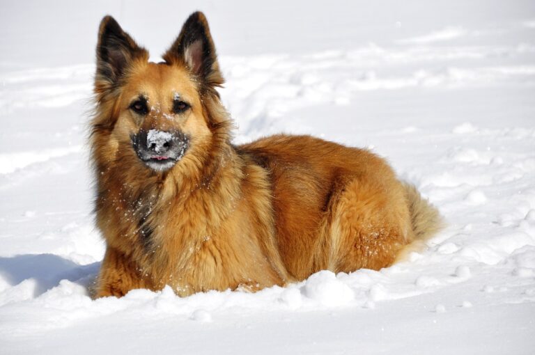 Why Whole-Dog Care Works Better