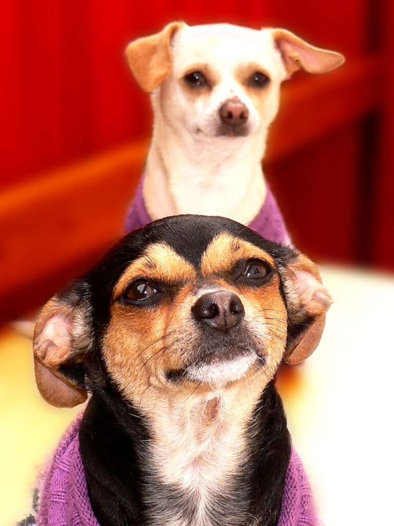 Whole-Dog Care and What It Cannot Replace