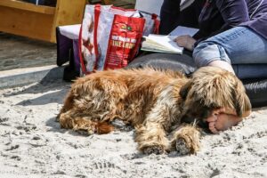 A shaggy dog asleep on sand beside a person reading on a bench