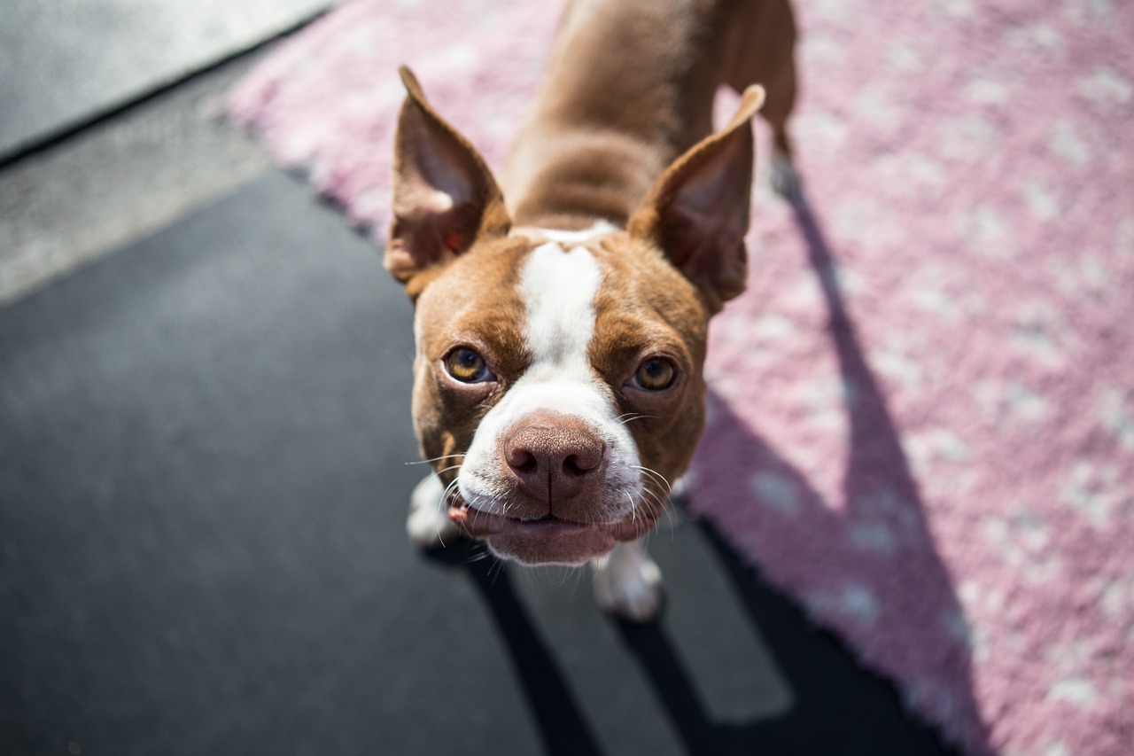 Canine Companions Benefits Our Mental Health