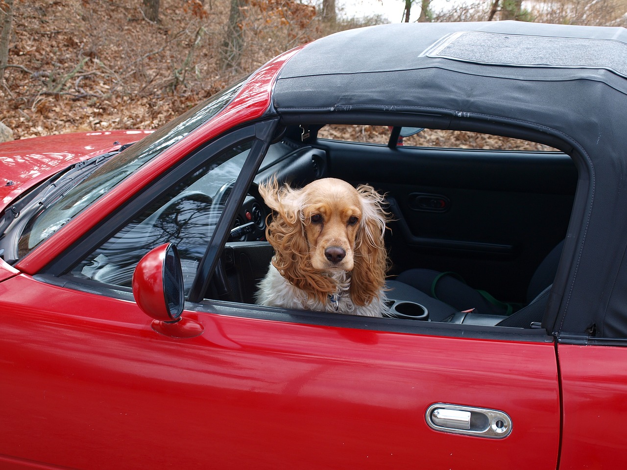 Stress-Eating in Dogs