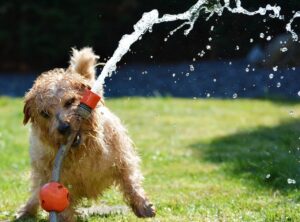 A wet terrier running through a garden sprinkler carrying a toy