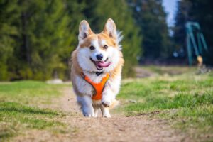 A corgi running along a dirt path with its tongue out