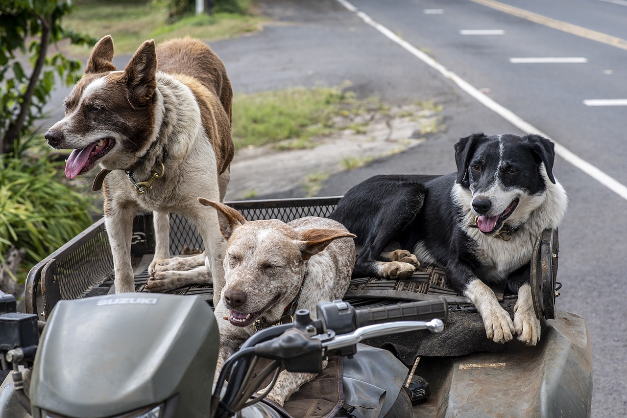 Facial Expressions & Bias with Dogs