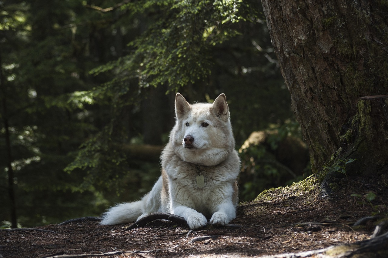 Misunderstandings About Dog’s Body Language