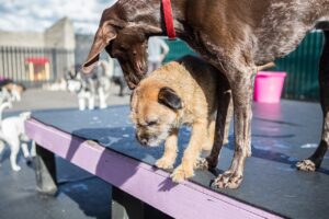 A dog walking down a ramp on an agility course