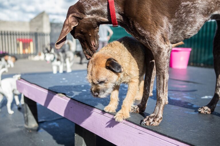 Noise Phobias in Dogs: What Actually Helps