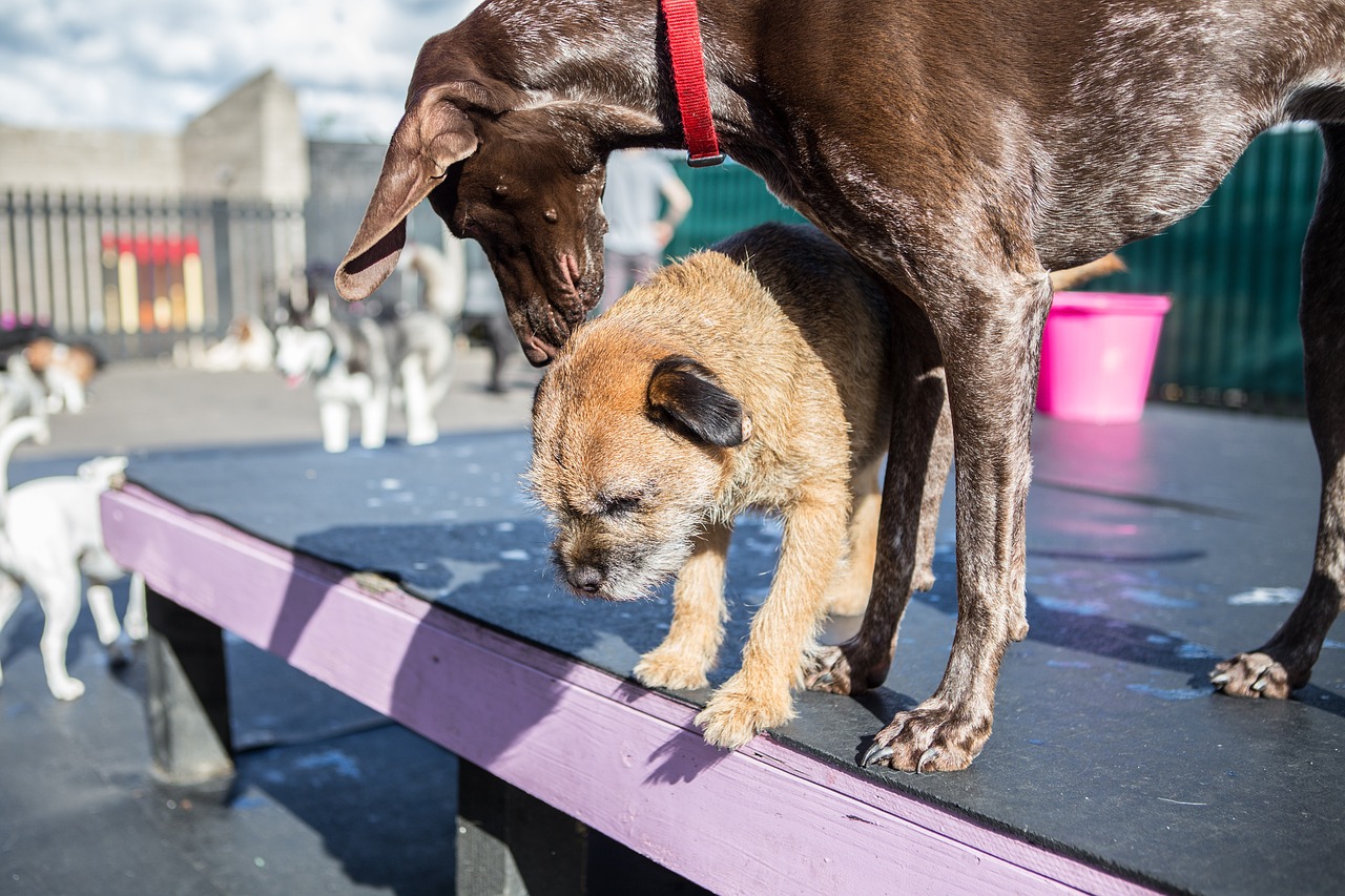 Recognizing & Dealing with Phobias in Dogs