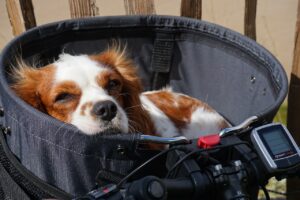 A brown and white spaniel resting in a bicycle basket