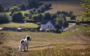 A black and white dog standing on a hillside path above a valley